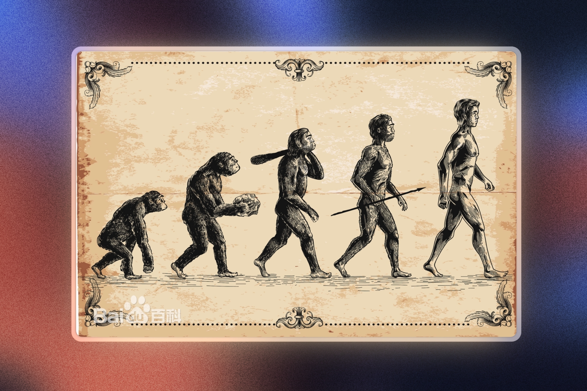 human evolution