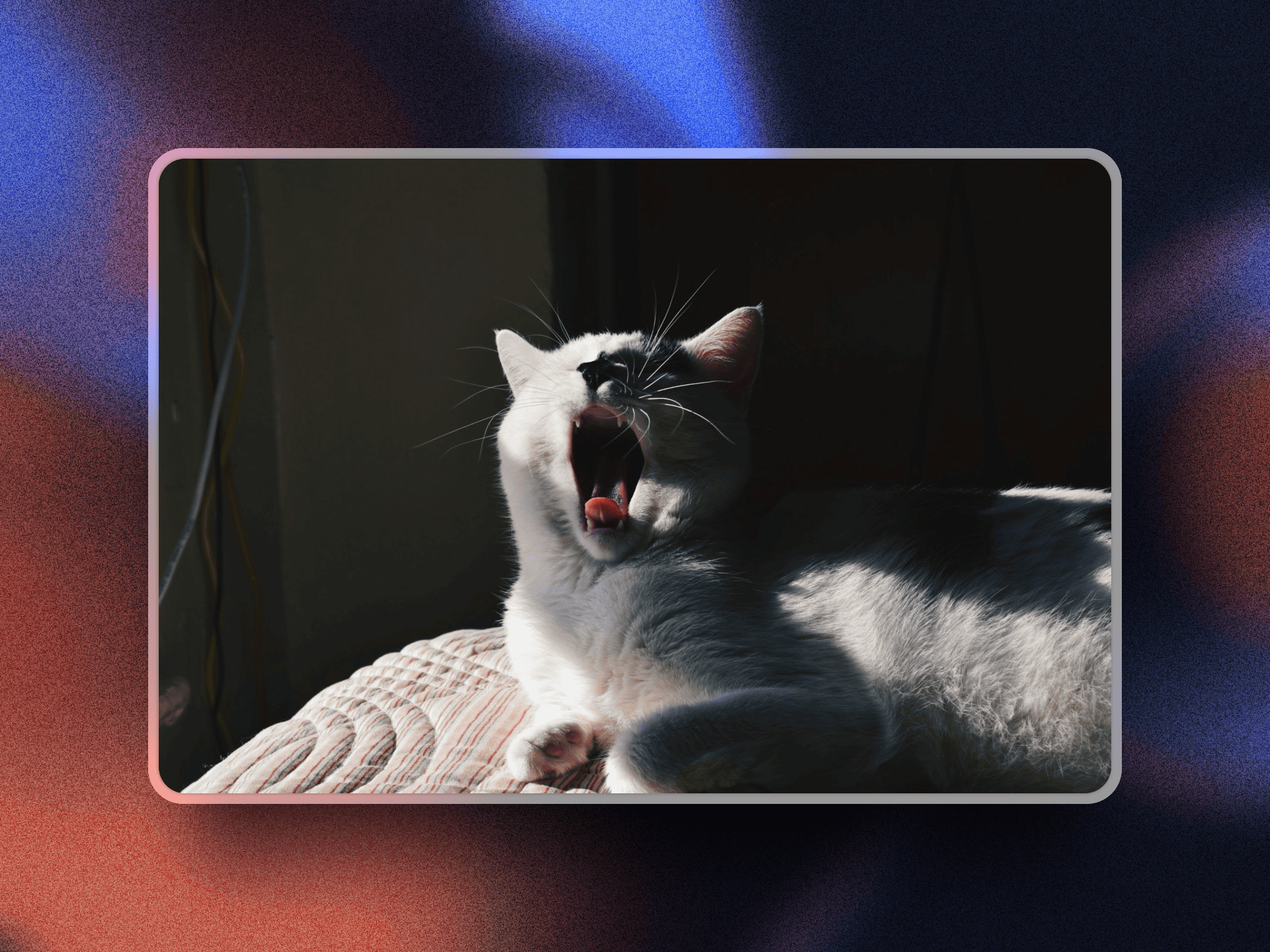 meow