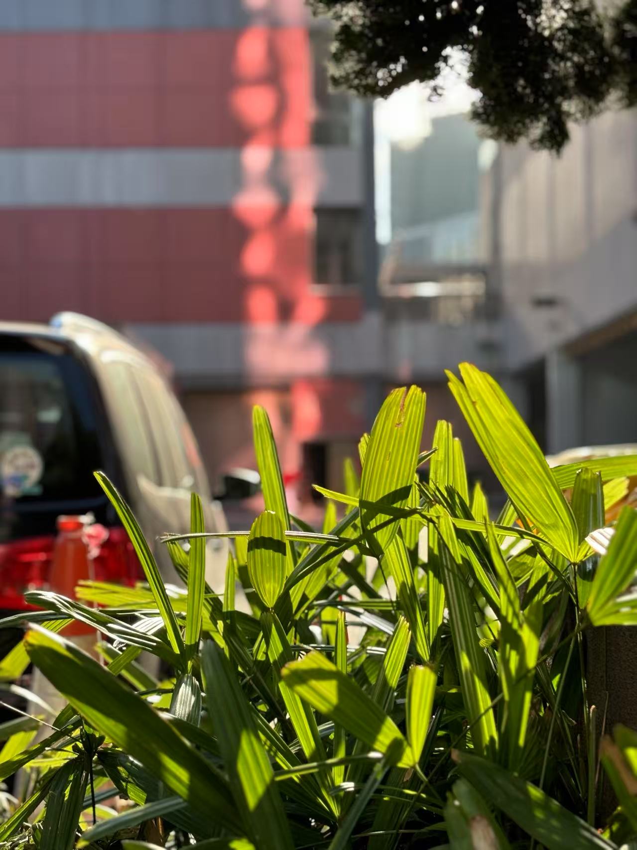 leaves light and transparent